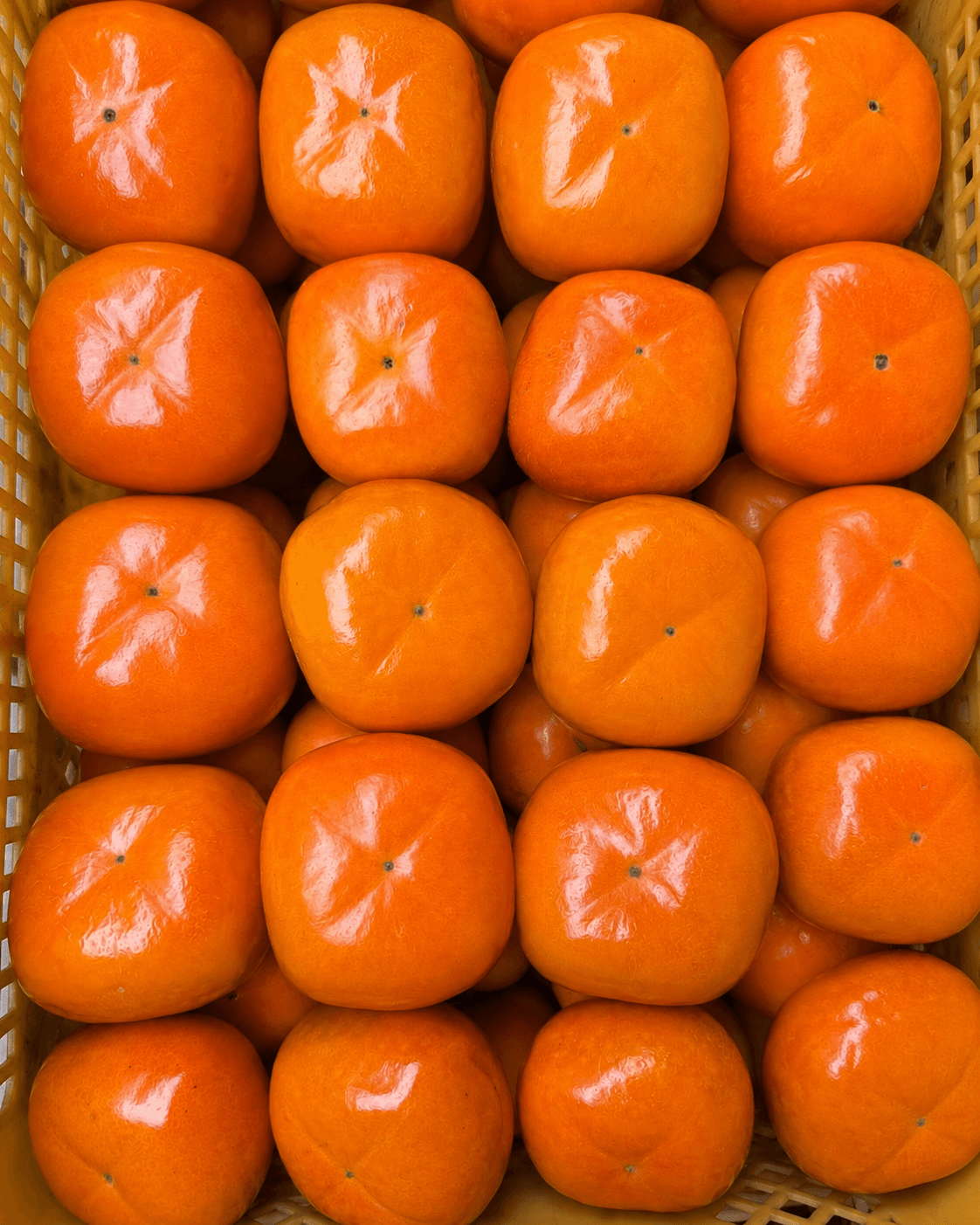 収穫した橙色の柿が並ぶコンテナ
