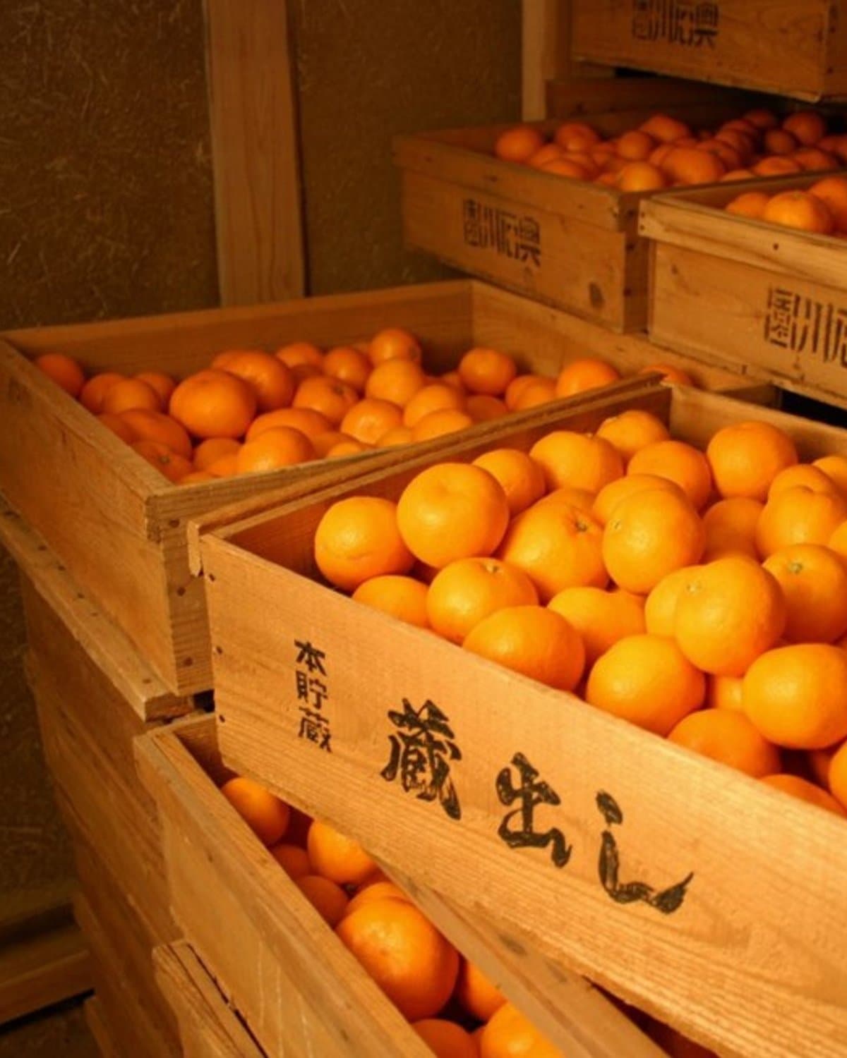 木造・土壁の蔵の中で、木箱に入れられて貯蔵されている「蔵出し」のみかん